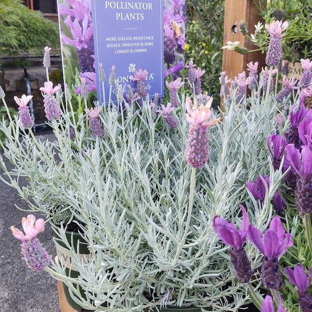 Lavandula stoechas 'Ghostly Princess' ~ Ghostly Princess Lavender-ServeScape