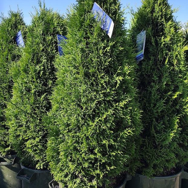 Thuja 'Holmstrup' ~ Holmstrup Arborvitae-ServeScape