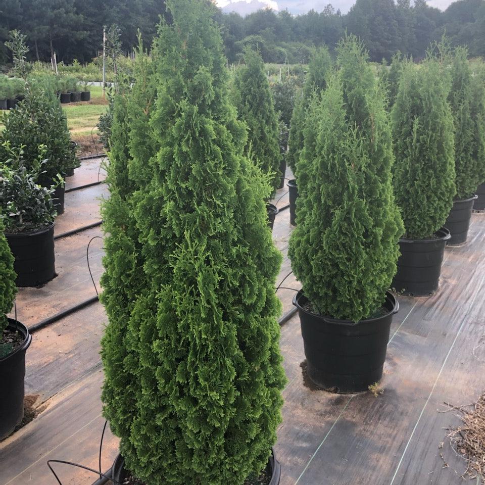 Thuja occidentalis 'DeGroot's Spire' ~ DeGroot's Spire Arborvitae-ServeScape