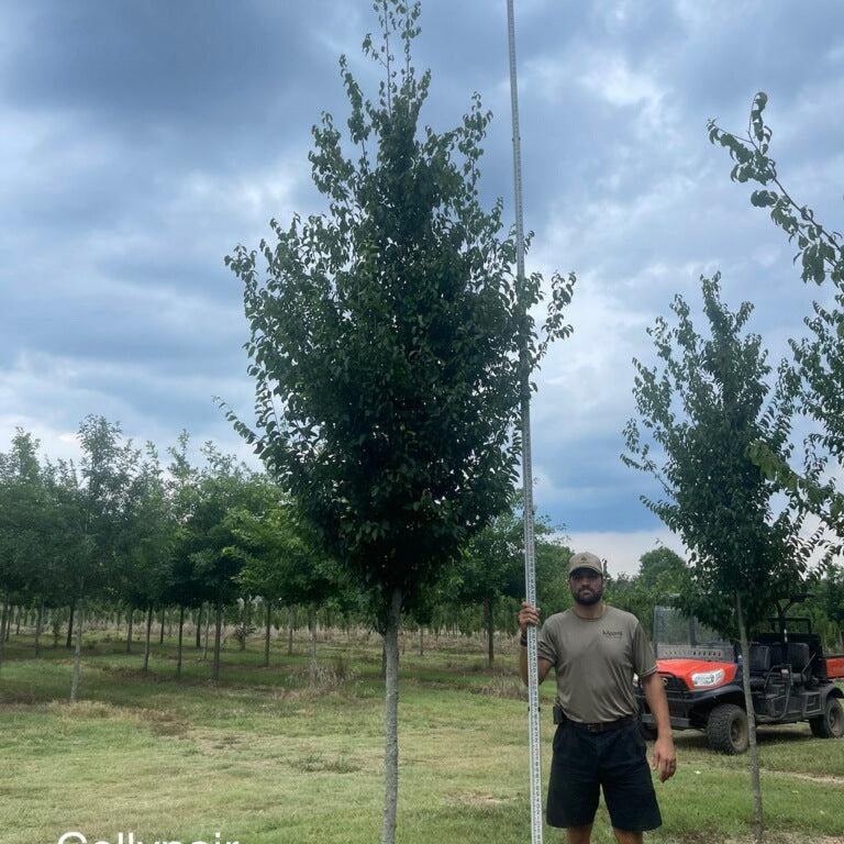 Carpinus caroliniana ’CCMTF1’ ~ Collynair® American Hornbeam-ServeScape