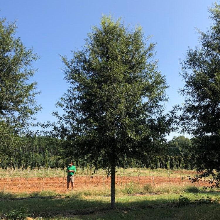 Quercus phellos 'QPMTF2' ~ Atlantys® Willow Oak-ServeScape