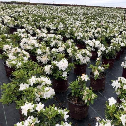 Rhododendron ‘Roblex’ ~ Encore® Autumn Lily™ Azalea-ServeScape