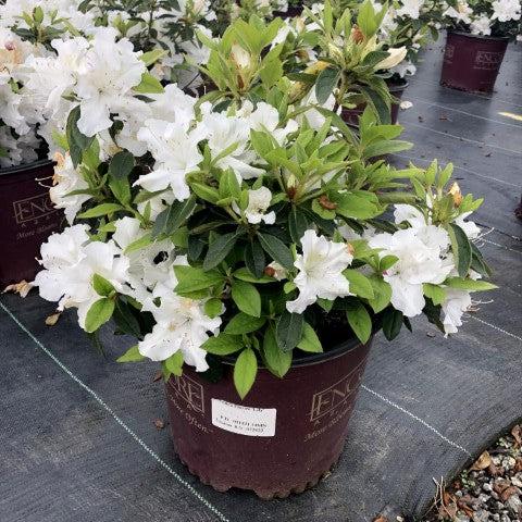Rhododendron ‘Roblex’ ~ Encore® Autumn Lily™ Azalea-ServeScape