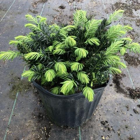 Cephalotaxus harringtonia 'Duke Gardens' ~ Duke Gardens Japanese Plum Yew-ServeScape