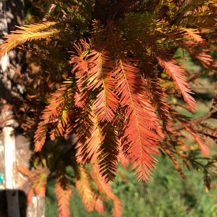 Taxodium distichum 'TDMTF' ~ Uptyn™ Bald Cypress-ServeScape