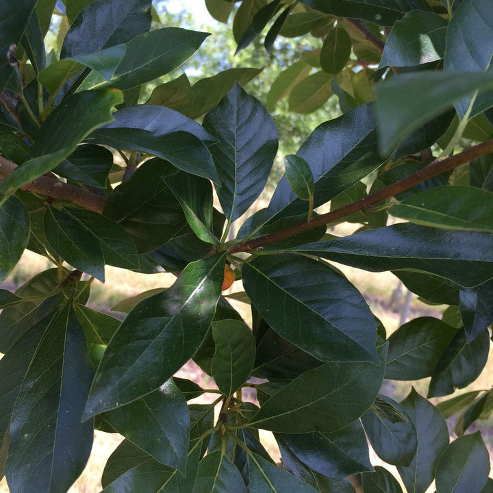 Nyssa sylvatica 'NSMTF’ ~ Red Splyndor™ Black Gum-ServeScape