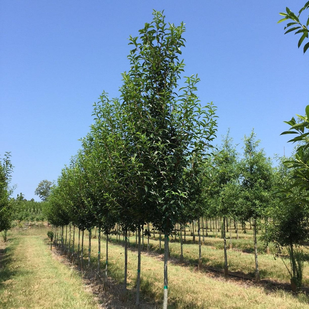 Nyssa sylvatica 'NSMTF’ ~ Red Splyndor™ Black Gum-ServeScape