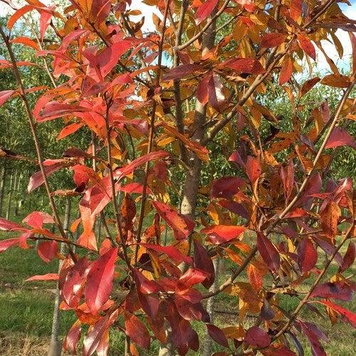 Nyssa sylvatica 'NSMTF’ ~ Red Splyndor™ Black Gum-ServeScape