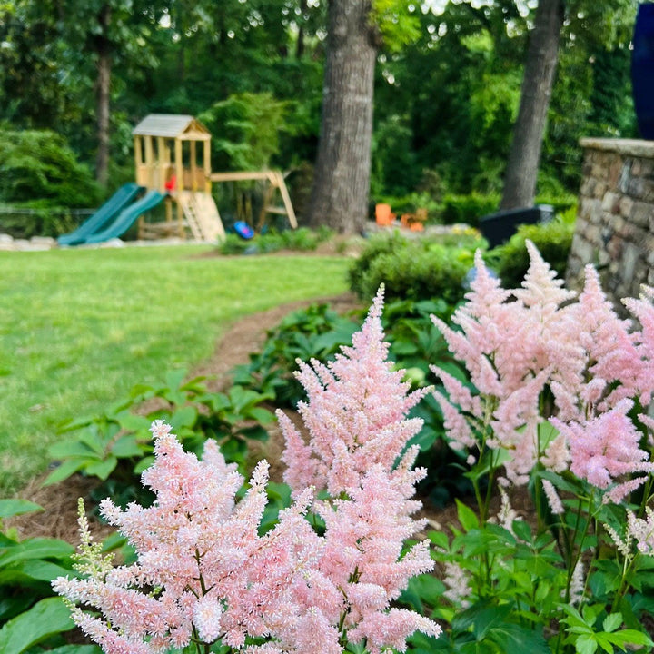 Astilbe 'Younique Salmon' ~ Younique™ Salmom Astilbe-ServeScape