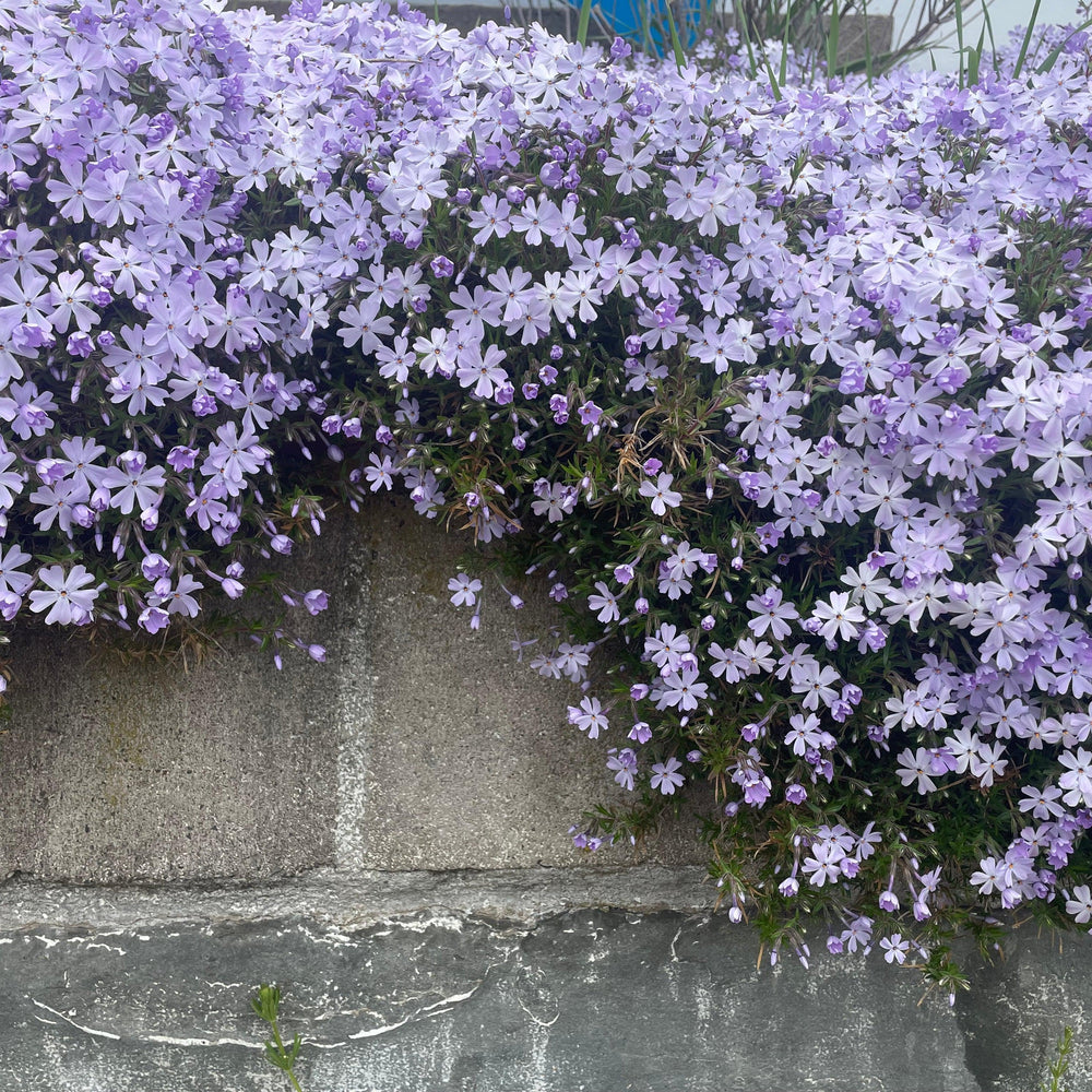 Phlox subulata ~ Creeping Phlox, Blue-ServeScape