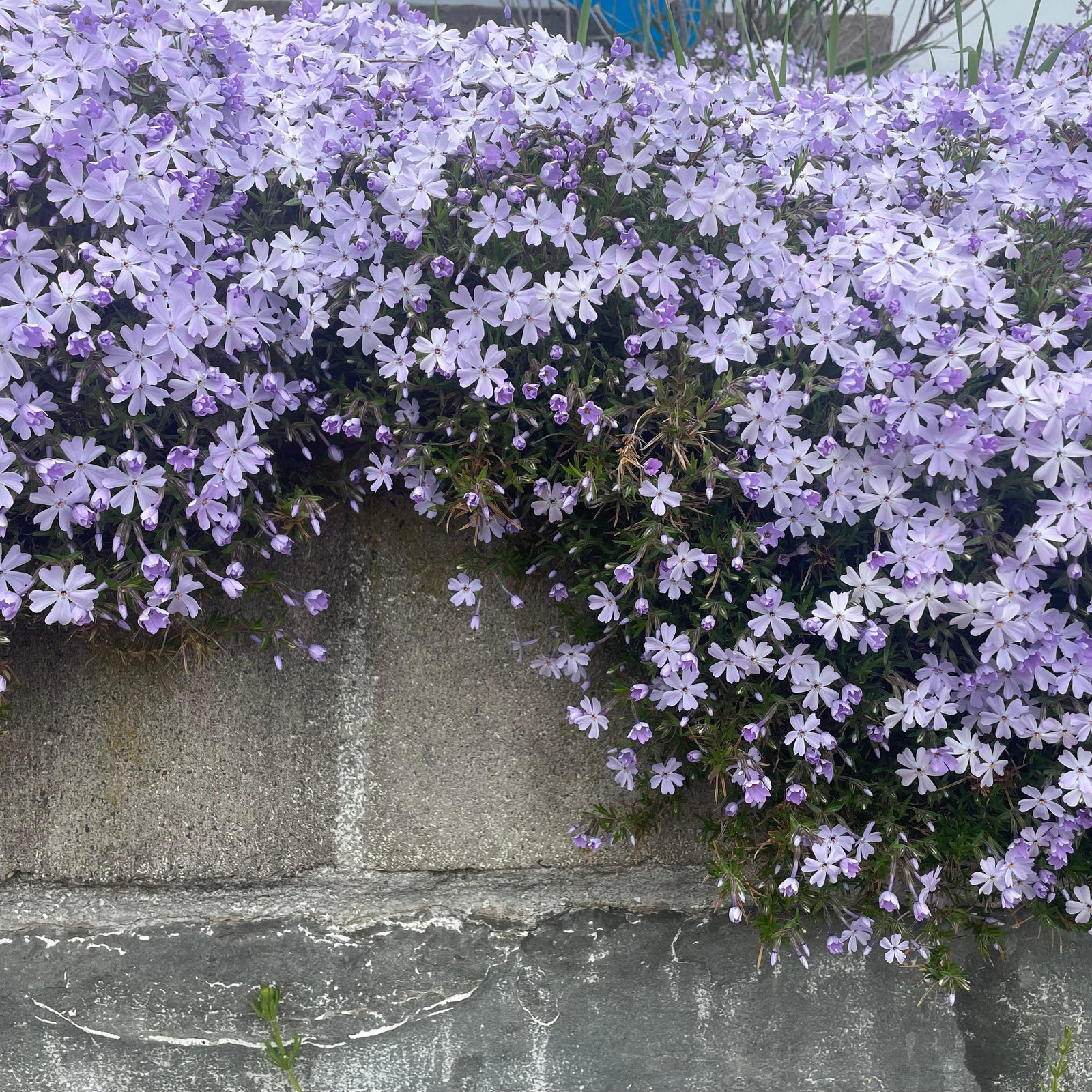 Phlox subulata ~ Creeping Phlox, Blue-ServeScape