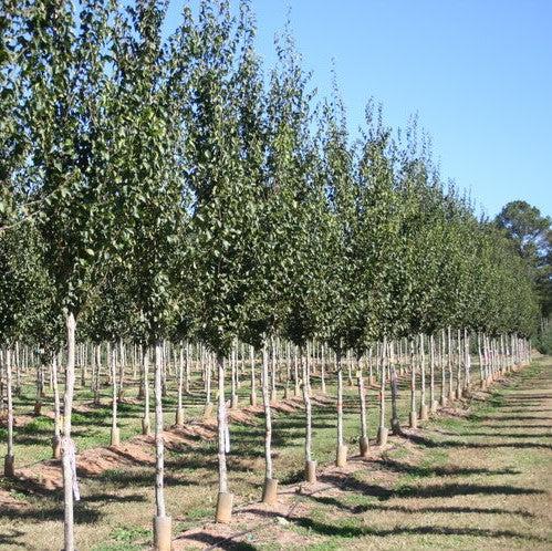 Carpinus caroliniana ’CCMTF2’ ~ Clarynette® American Hornbeam-ServeScape
