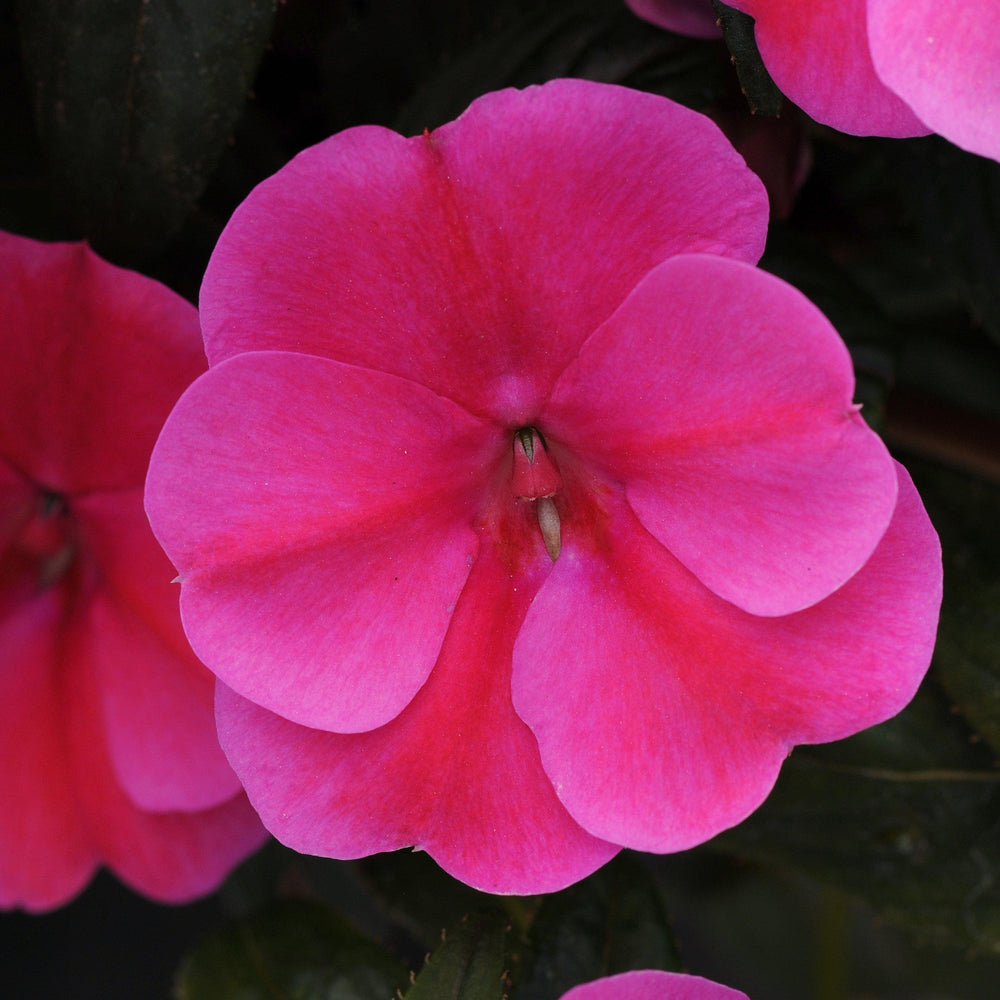 Impatiens hawkeri 'Balboufink' ~ Bounce™ Pink Flame Impatiens-ServeScape