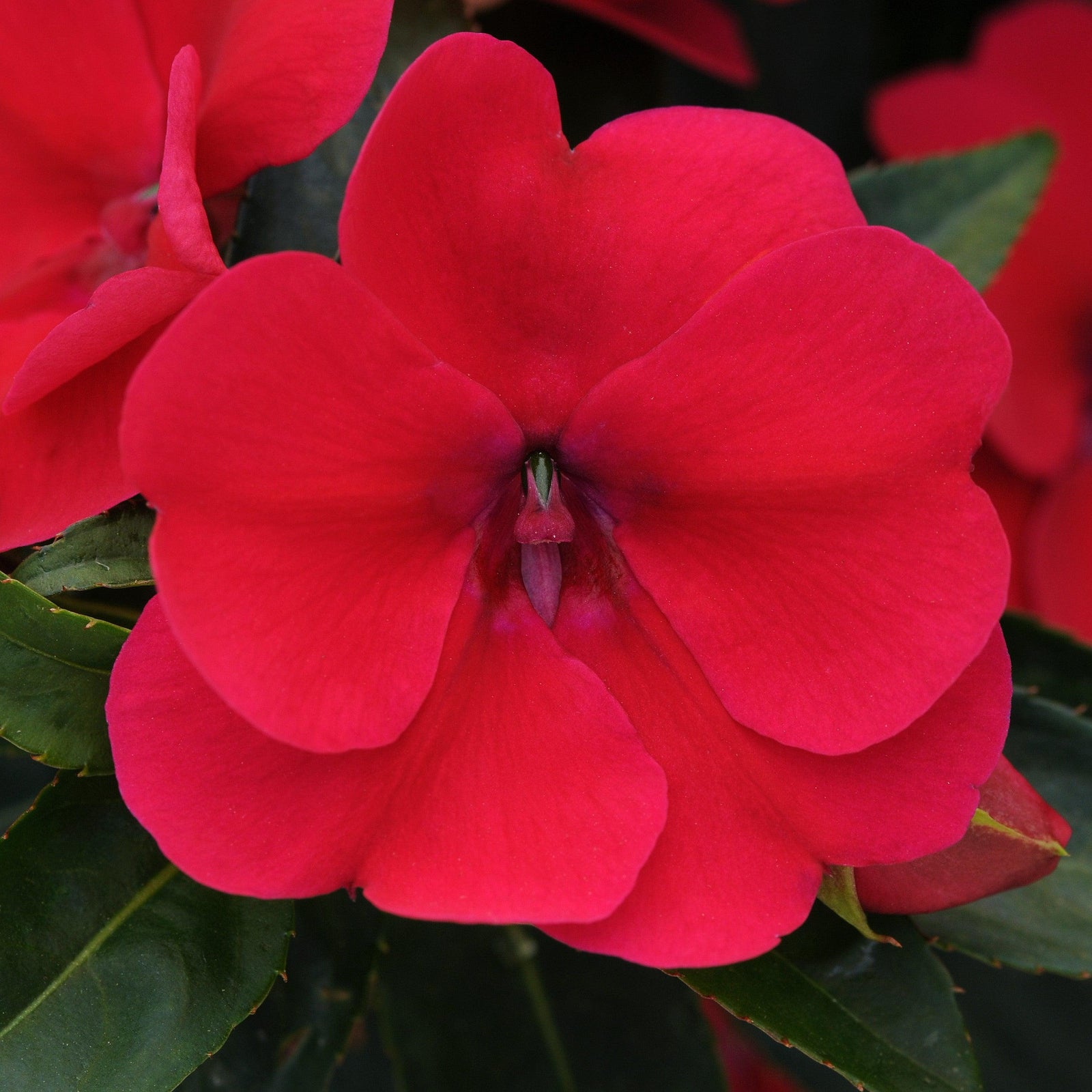 Impatiens hawkeri 'Balboucher' ~ Bounce™ Cherry Impatiens-ServeScape