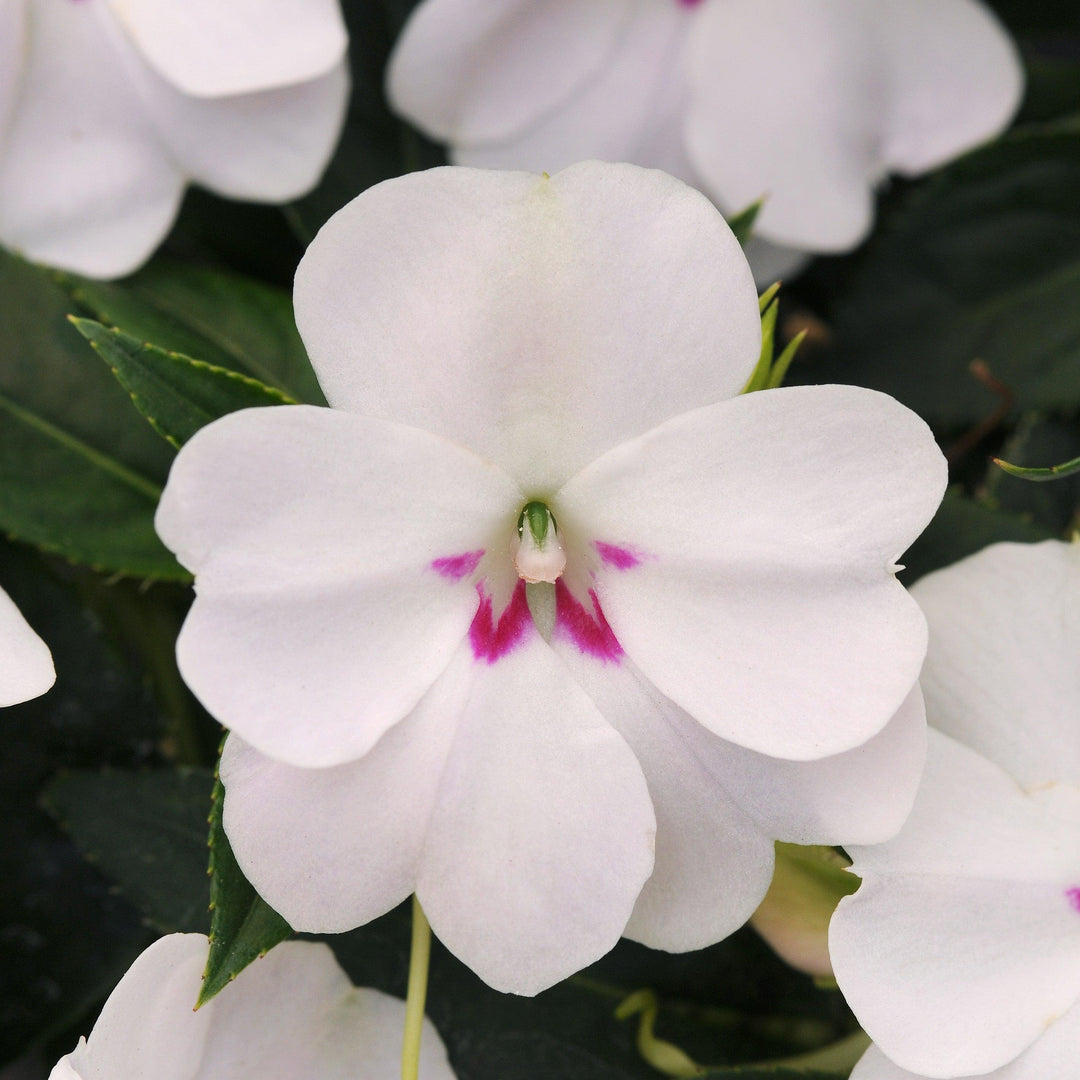 Impatiens hawkeri 'Balbouite' ~ Bounce™ White Impatiens-ServeScape