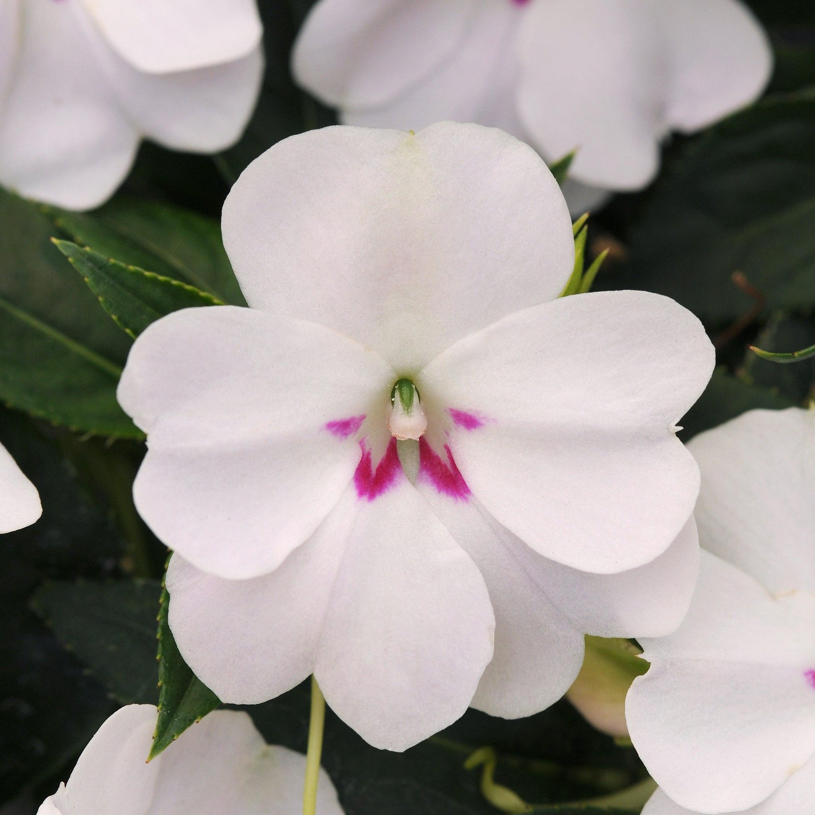 Impatiens hawkeri 'Balbouite' ~ Bounce™ White Impatiens-ServeScape