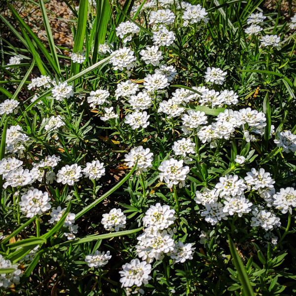 Iberis sempervirens 'Autumn Beauty' ~ Autumn Beauty Candytuft