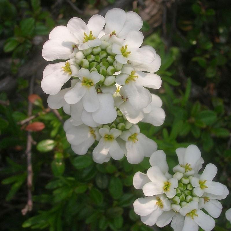 Iberis sempervirens 'Snowsurfer' ~ Snowsurfer™ Candytuft-ServeScape