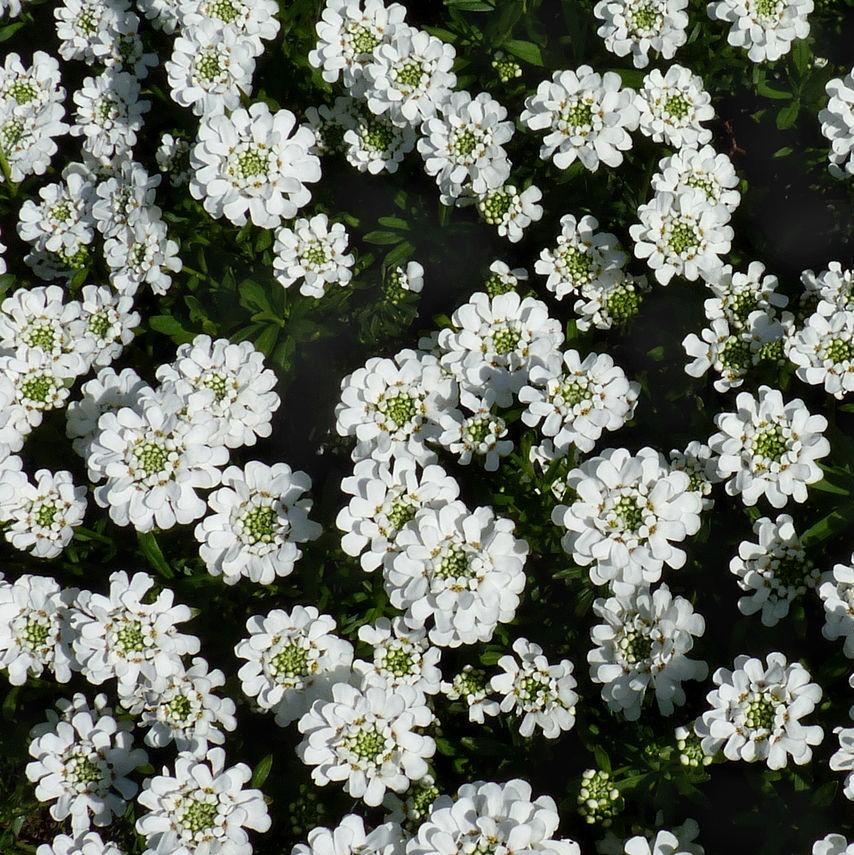 Iberis sempervirens 'Snowsurfer' ~ Snowsurfer™ Candytuft-ServeScape