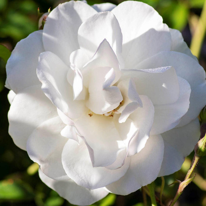 Rosa 'Korbin' ~ Iceburg Rose-ServeScape