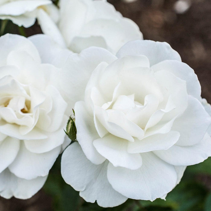 Rosa 'Korbin' ~ Iceburg Rose-ServeScape