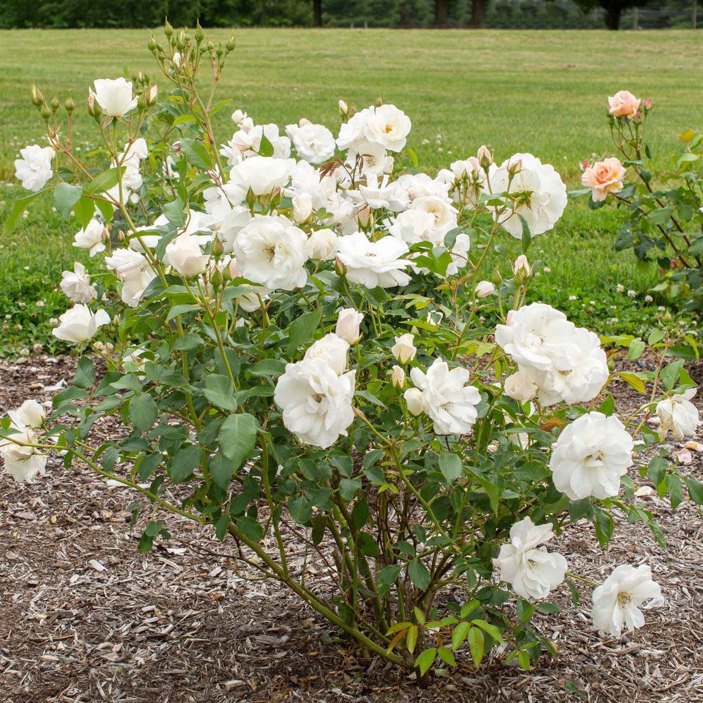Rosa 'Korbin' ~ Iceburg Rose-ServeScape