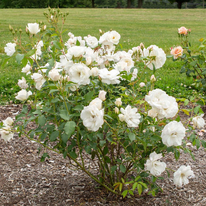 Rosa 'Korbin' ~ Iceburg Rose-ServeScape