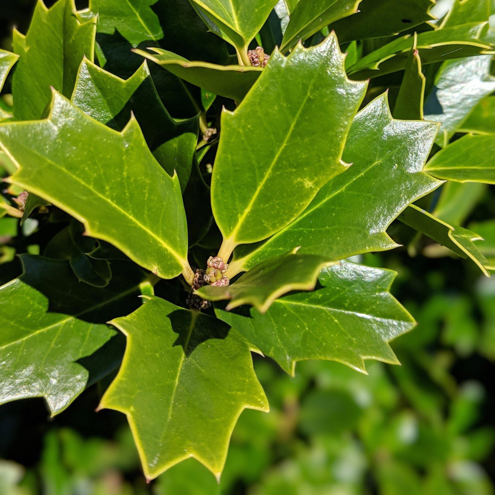 Ilex 'Conaf' ~ Oakleaf Holly - Delivered By ServeScape