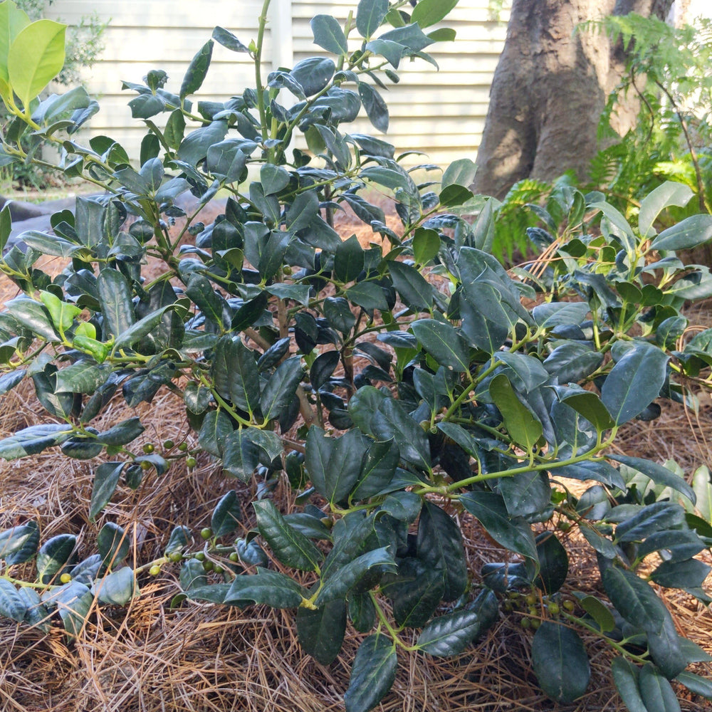 Ilex 'Nellie R. Stevens' ~ Nellie R. Stevens Holly-ServeScape