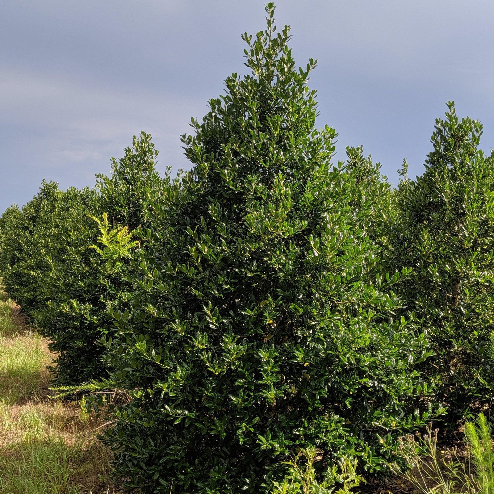 Ilex 'Nellie R. Stevens' ~ Nellie R. Stevens Holly - Delivered By ServeScape