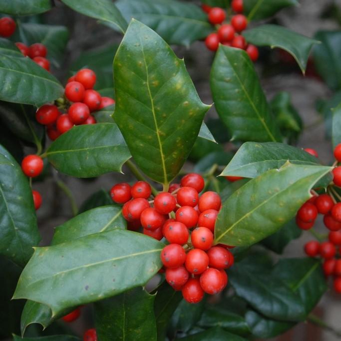 Ilex cornuta 'Burfordii' ~ Burford Holly - Delivered By ServeScape