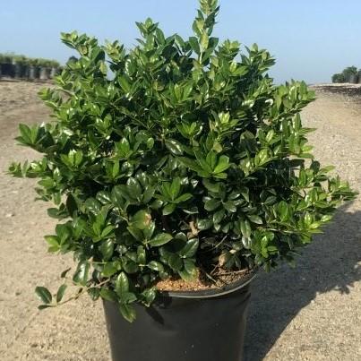 Ilex cornuta ‘Burfordii Nana’ ~ Dwarf Burford Holly - Delivered By ServeScape