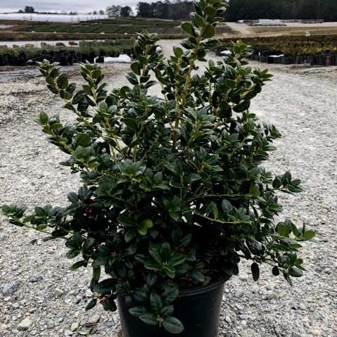 Ilex cornuta ‘Burfordii Nana’ ~ Dwarf Burford Holly-ServeScape