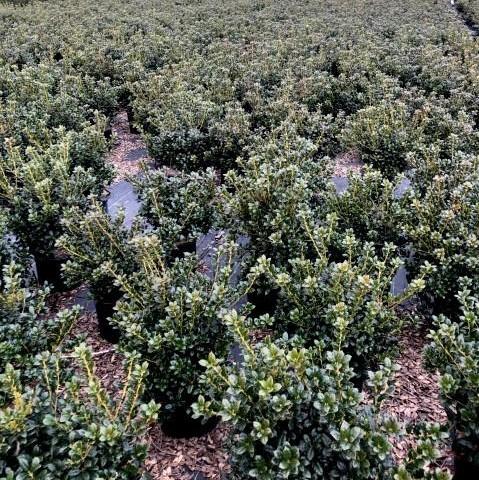 Ilex cornuta ‘Burfordii Nana’ ~ Dwarf Burford Holly-ServeScape
