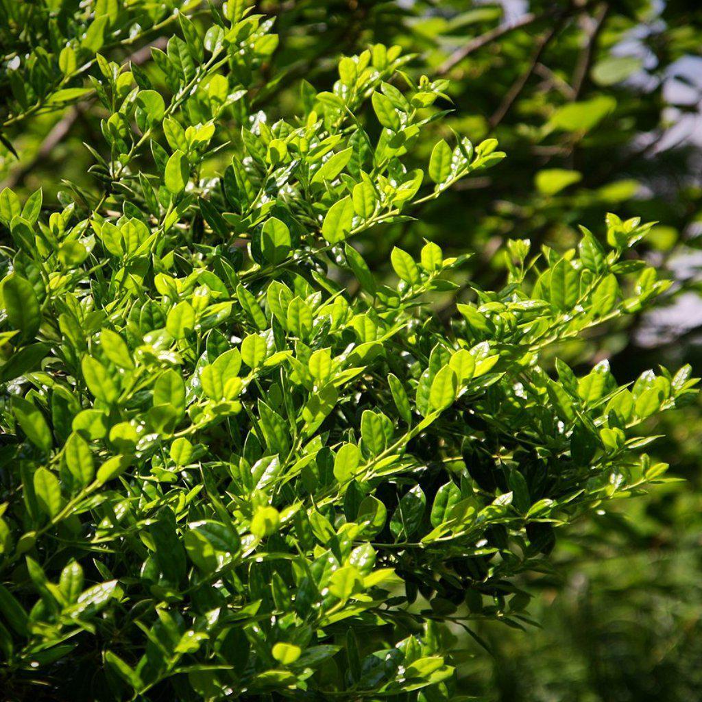 Ilex cornuta ‘Burfordii Nana’ ~ Dwarf Burford Holly - Delivered By ServeScape