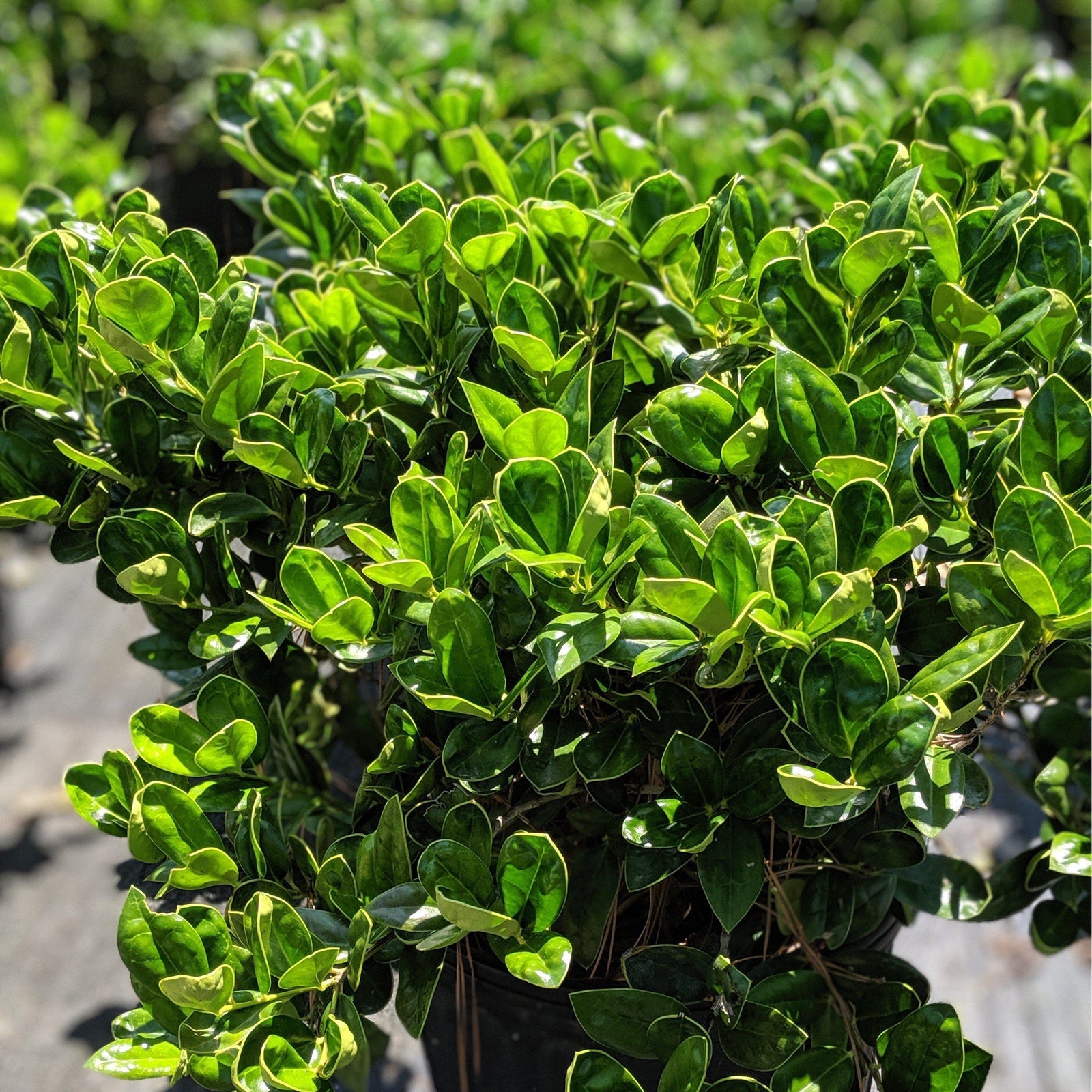 Ilex cornuta 'Carissa' ~ Carissa Holly - Delivered By ServeScape