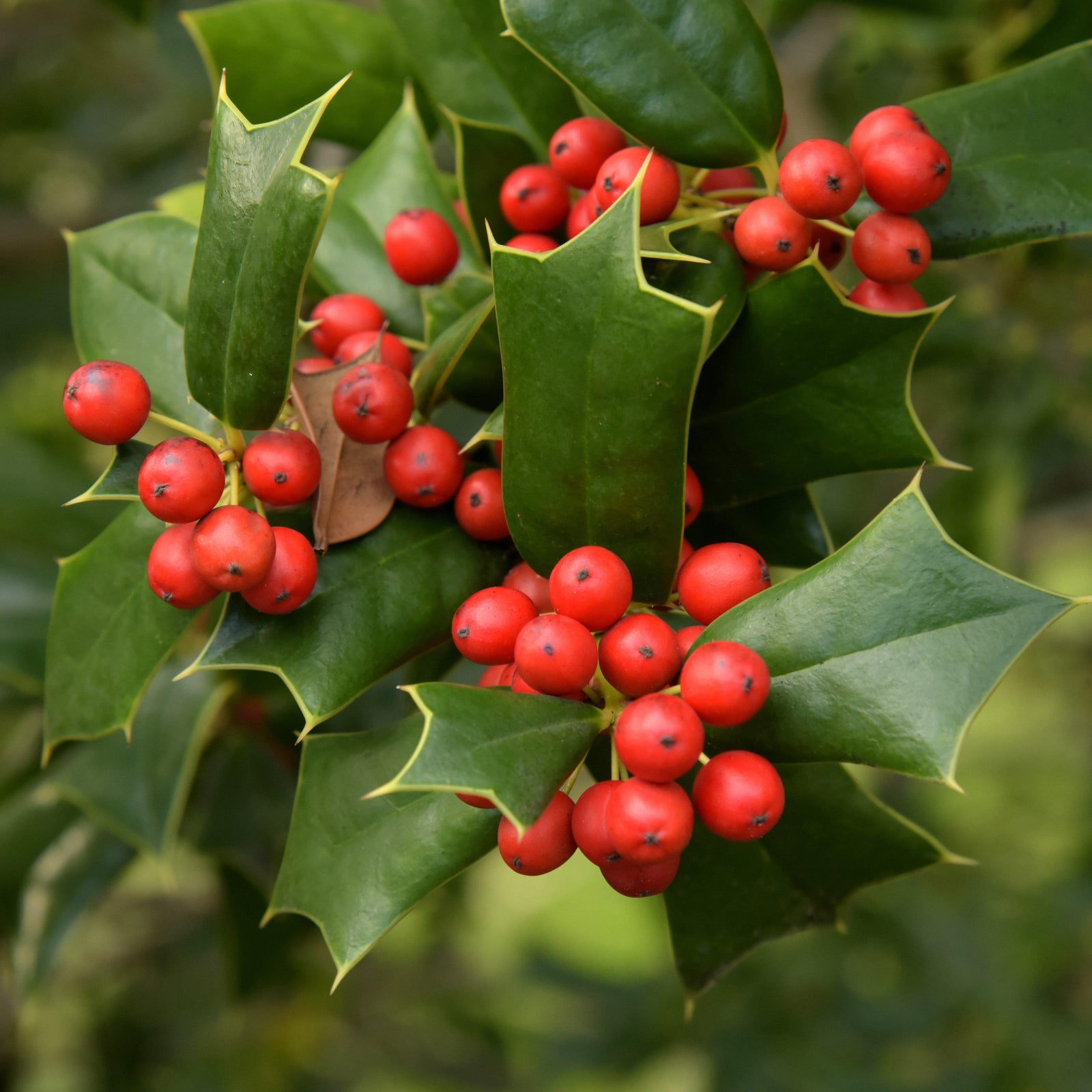 Ilex cornuta 'Fine Line' ~ Fine Line Holly - Delivered By ServeScape