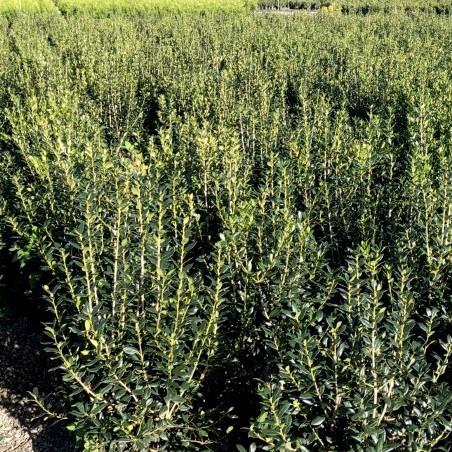Ilex cornuta 'Needlepoint' ~ Needlepoint Holly-ServeScape