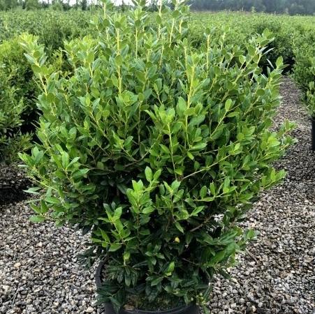 Ilex cornuta 'Needlepoint' ~ Needlepoint Holly-ServeScape