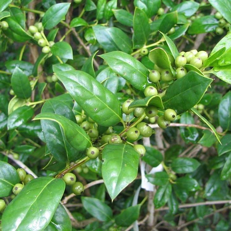 Ilex cornuta 'Needlepoint' ~ Needlepoint Holly - Delivered By ServeScape