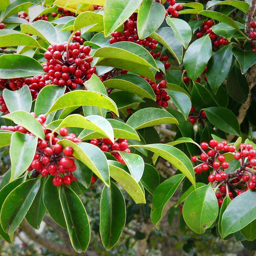 Ilex cornuta 'Rotunda' ~ Dwarf Chinese Holly - Delivered By ServeScape