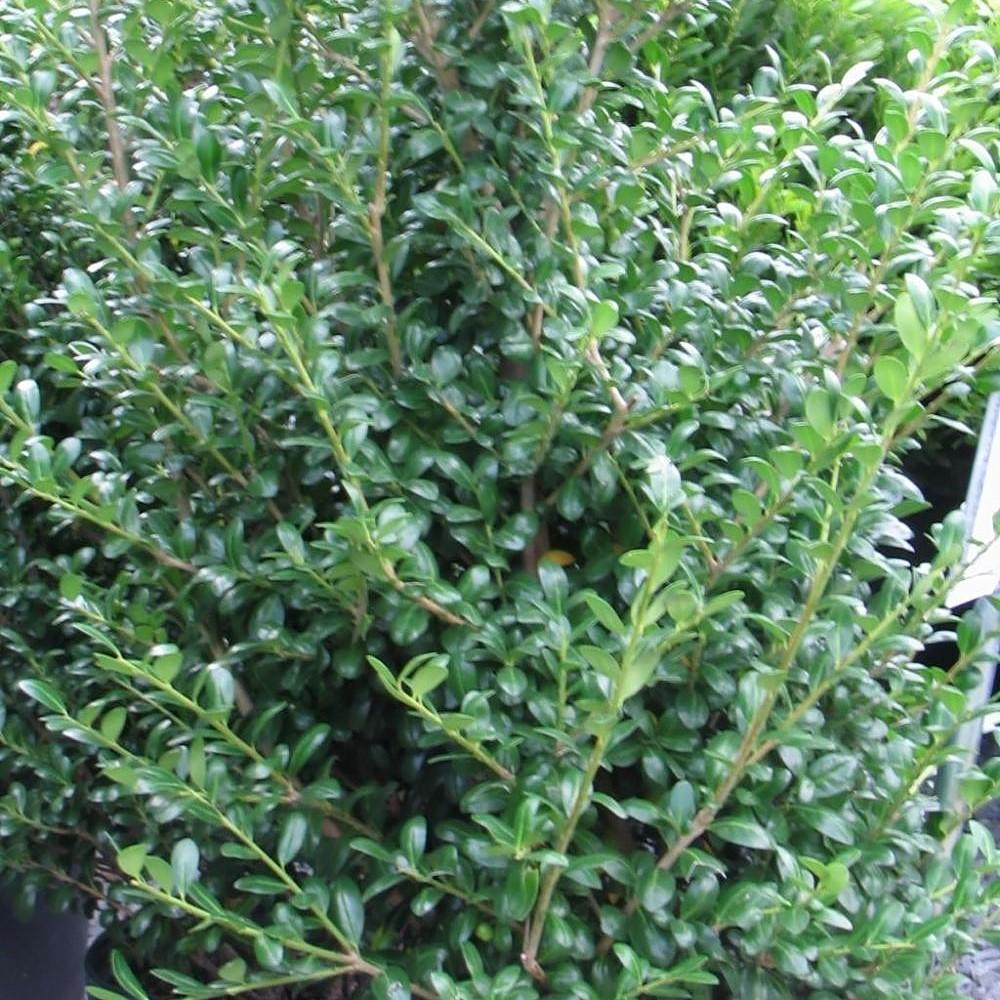 Ilex crenata 'Chesapeake' ~ Chesapeake Japanese Holly - Delivered By ServeScape