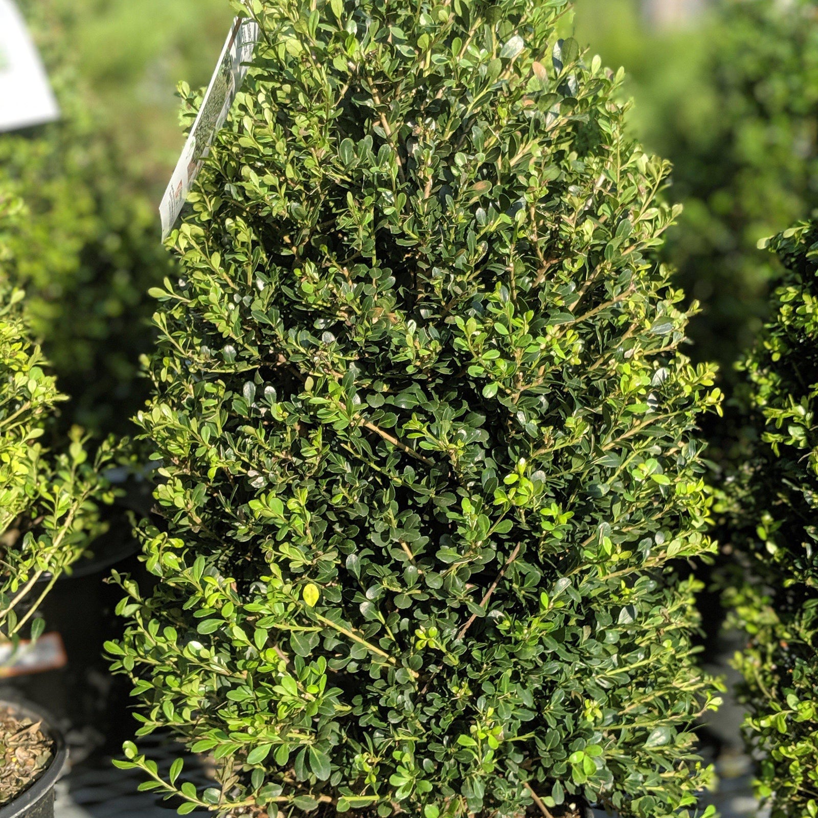 Ilex crenata 'Compacta' ~ Compact Japanese Holly - Delivered By ServeScape