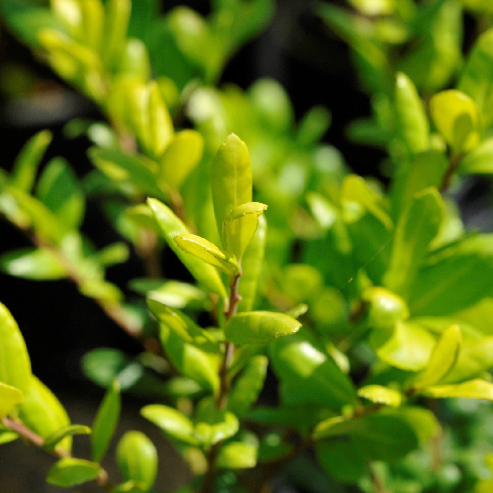 Ilex crenata 'Drops of Gold' ~ Drops of Gold Japanese Holly - Delivered By ServeScape