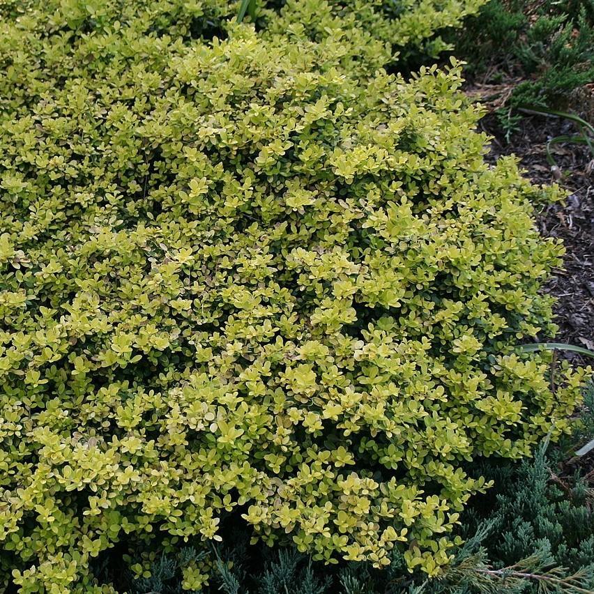 Ilex crenata 'Golden Helleri'~ Golden Heller Holly-ServeScape