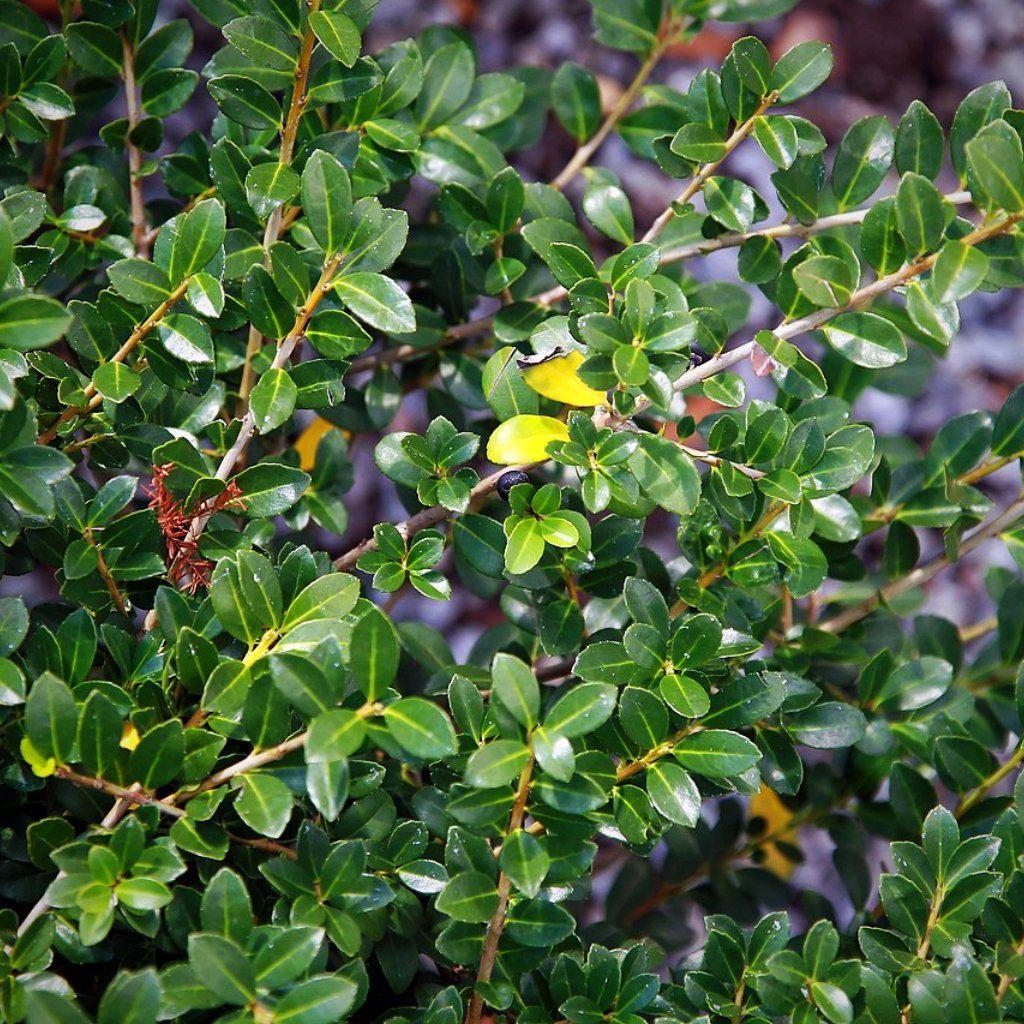 Ilex crenata 'Green Lustre' ~ Green Luster Holly - Delivered By ServeScape
