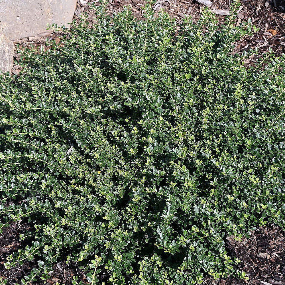 Ilex crenata 'Helleri'~ Helleri Japanese Holly - Delivered By ServeScape