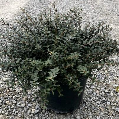 Ilex crenata 'Helleri'~ Helleri Japanese Holly-ServeScape