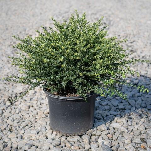 Ilex crenata 'Helleri'~ Helleri Japanese Holly - Delivered By ServeScape