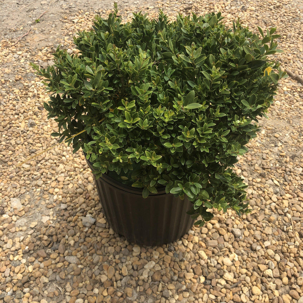 Ilex crenata 'Hoogendorn' ~ Hoogendorn Holly - Delivered By ServeScape